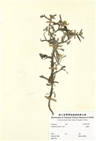 藏品(鼠麴草)的圖片